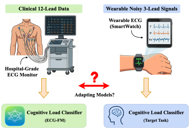 Clinical 12-lead ECG-FM versus wearable 3-lead cognitive load classifier, with adapting models question in between.